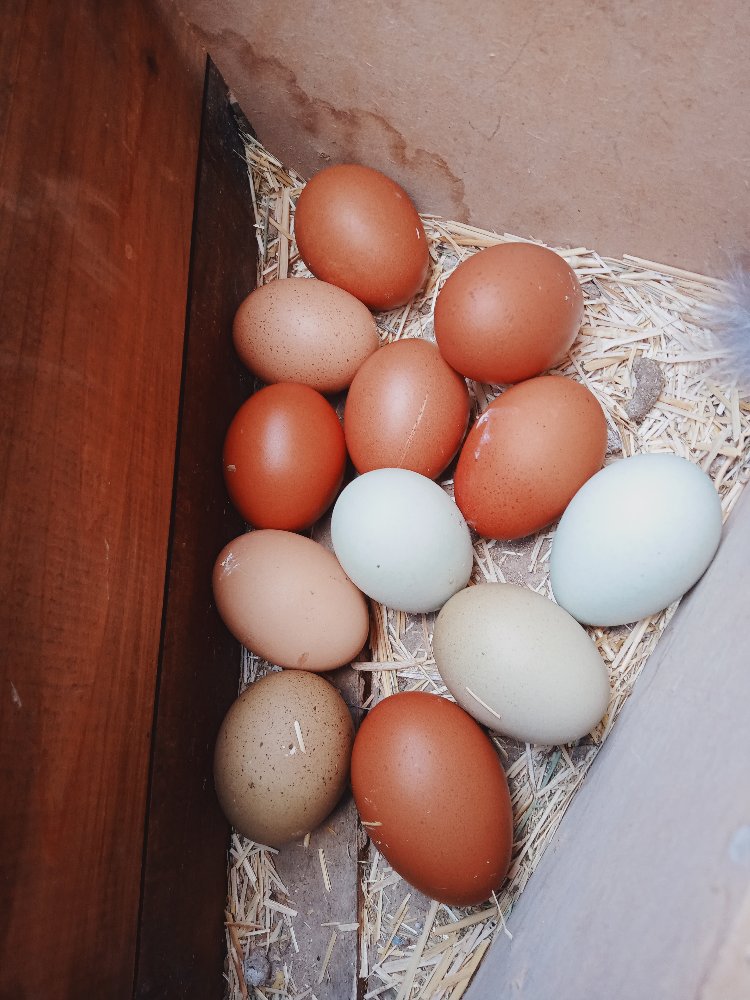 Marans Black Cooper &Varyete "karışık;