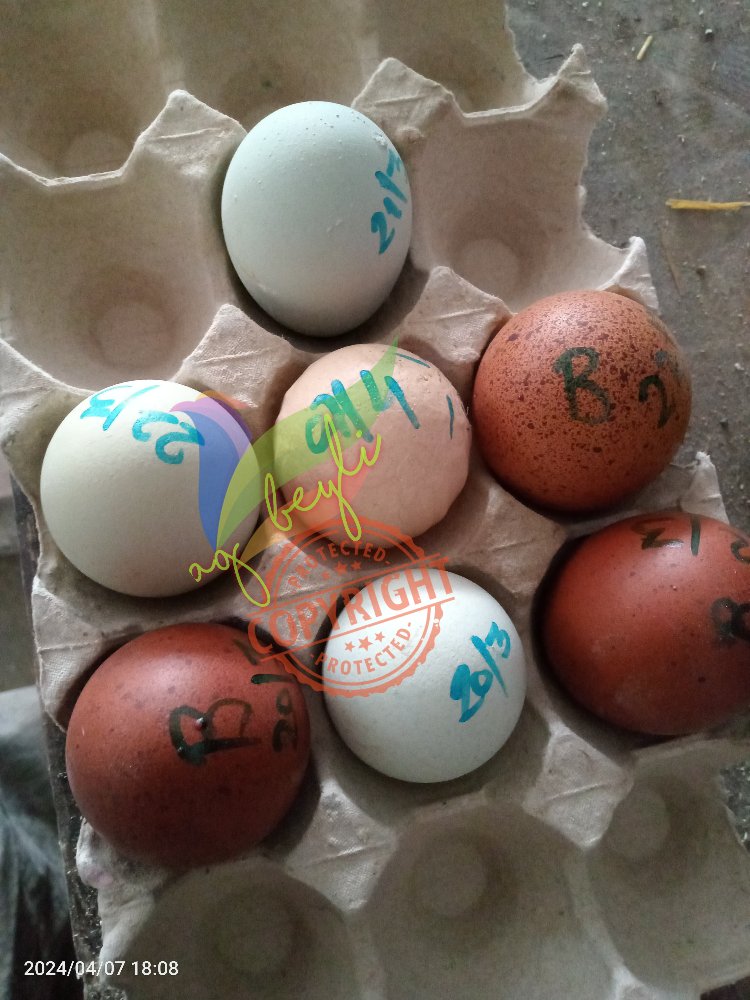 Marans Black Cooper