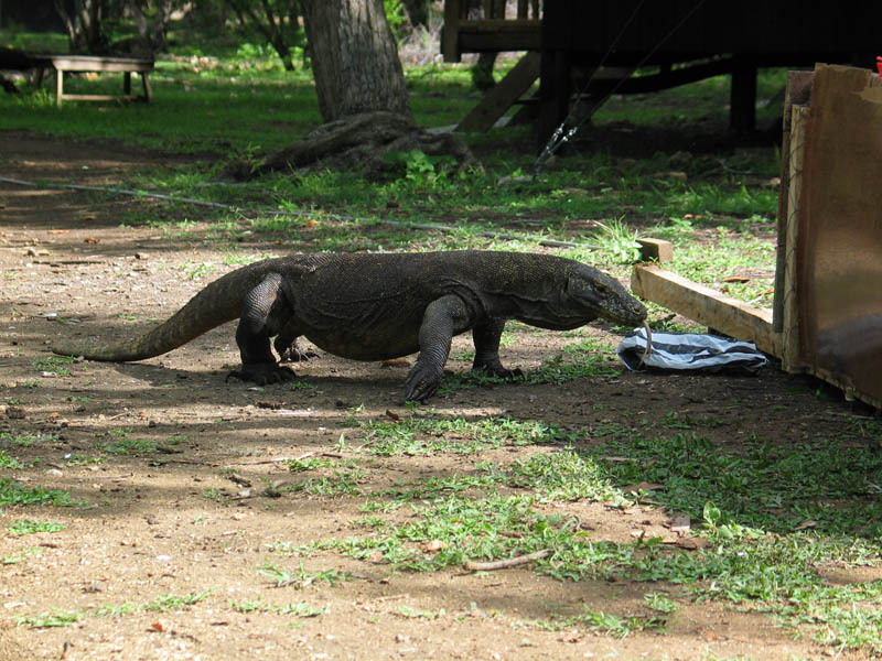 Komodo Ejderi