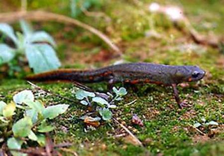 Aksolotl