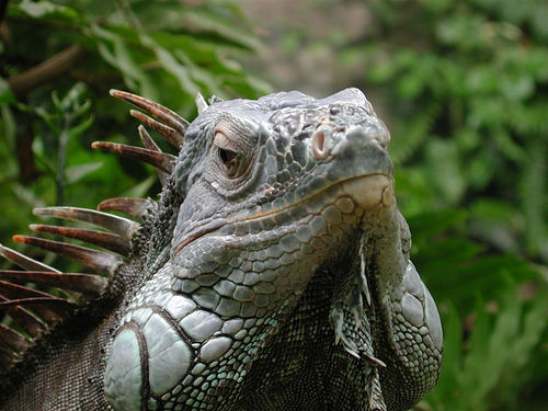 Yeşil İguana