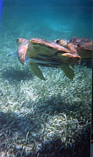Caretta Caretta