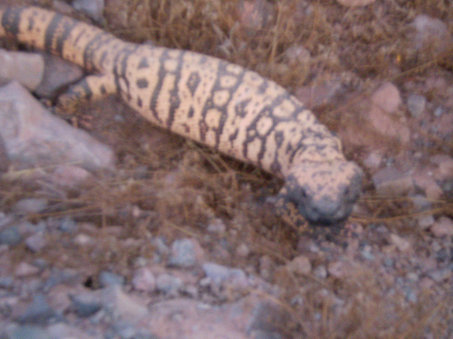 Gila Canavarı