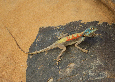 Agama Kertenkelesi