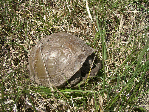 Kutu Kaplumbağası
