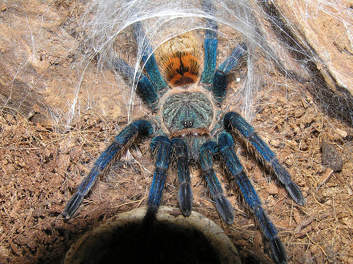 Tarantula Örümceği