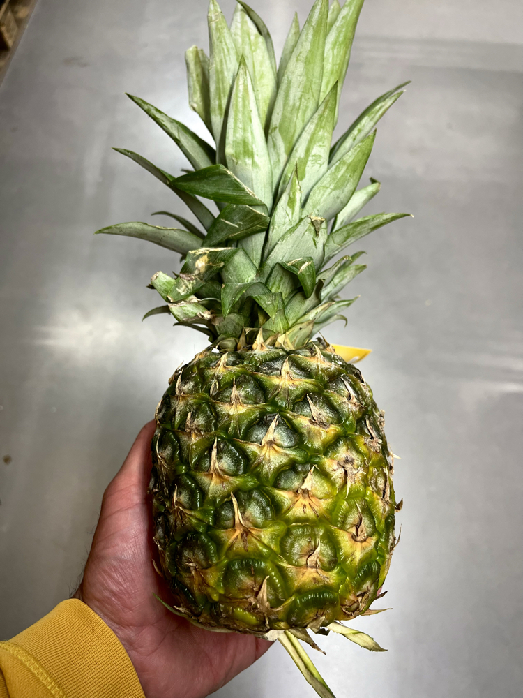 Ananas 