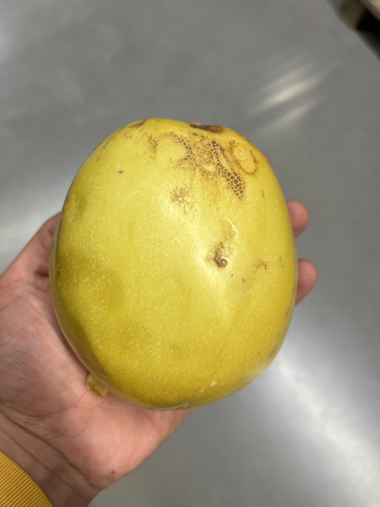 Pepino