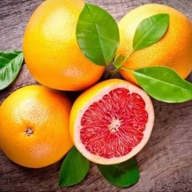 3 Yaş Greyfurt Fidanı