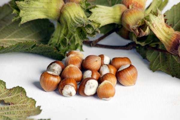3 yaş Fındık Fidanı (Torbalı)