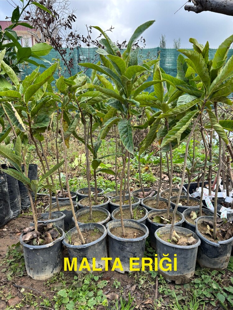 2 Yaş Malta Eriği (Yeni Dünya)