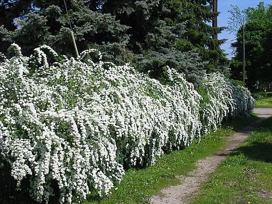 3 Yaş İspirye (keçi sakalı) Fidanı