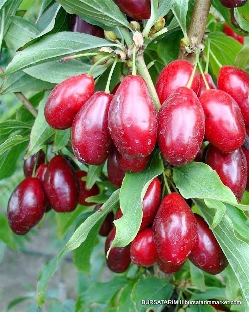2 Yaş Kızılcık Fidanı (Aşılı)