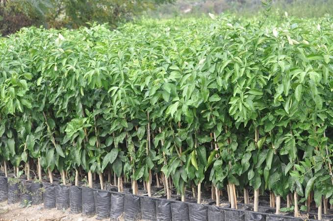 3 Yaş Saksuma Mandalina fidanı