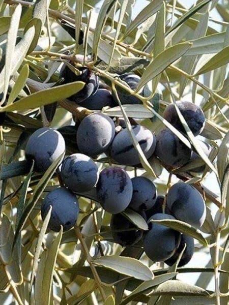 2 Yaş Zeytin Fidanı (Gemlik)