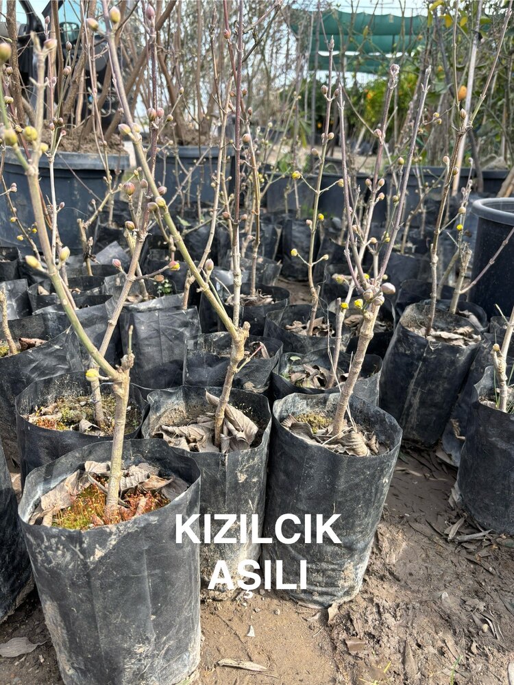 2 Yaş Kızılcık Fidanı (Aşılı)