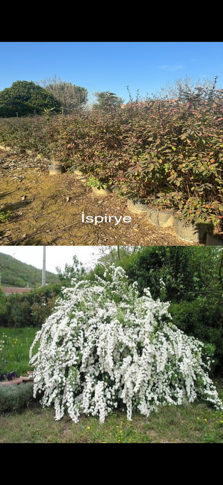 3 Yaş İspirye (keçi sakalı) Fidanı