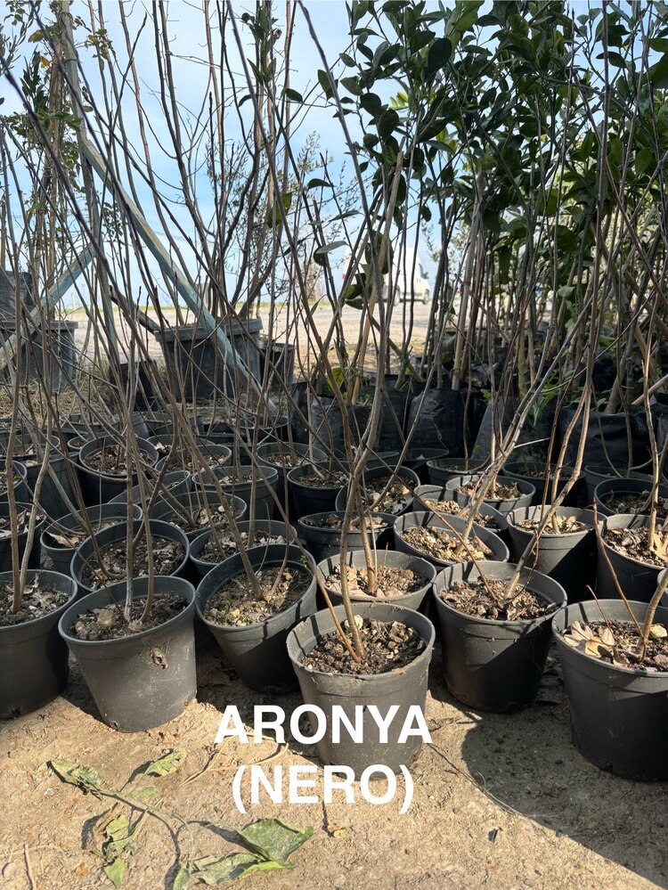 2 Yaş Aronya (Nero) Fidanı