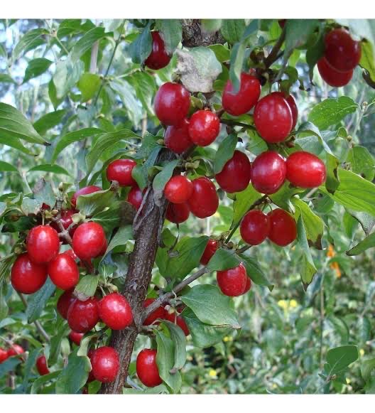 2 Yaş Kızılcık Fidanı (Aşılı)