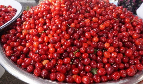 3 Yaş Kızılcık Fidanı