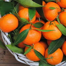 3 Yaş Saksuma Mandalina fidanı
