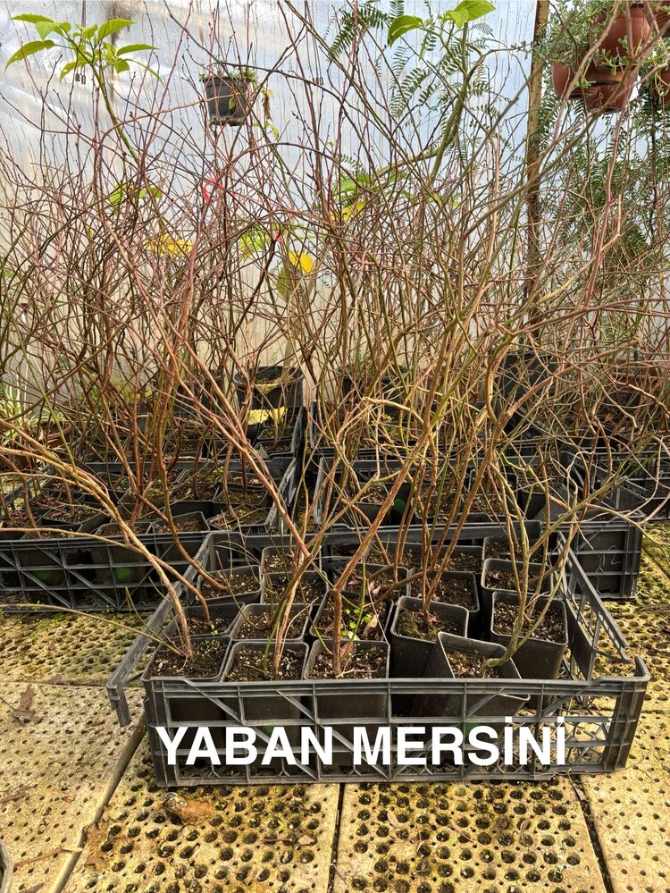Yaban Mersini
