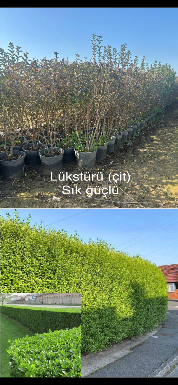 Kurtbağrı (ligustrum) Fidanı