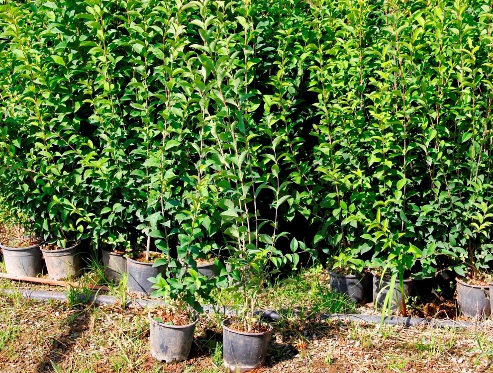Kurtbağrı (ligustrum) Fidanı
