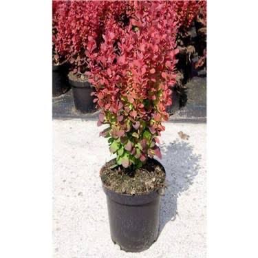 3 Yaş Roket Berberis