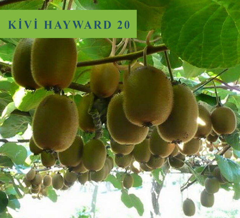3 Yaş Kivi Fidanı (Haywart klon 20)