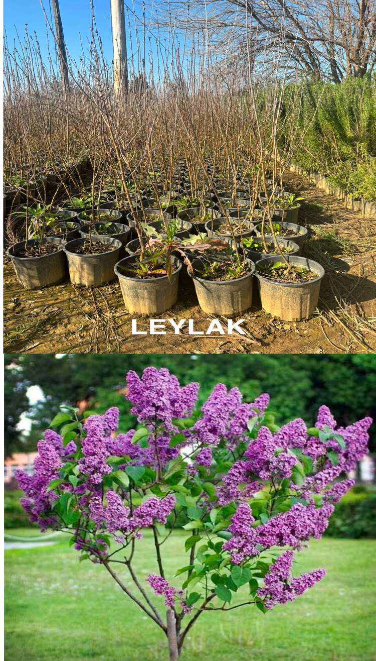3 Yaş Leylak Fidanı