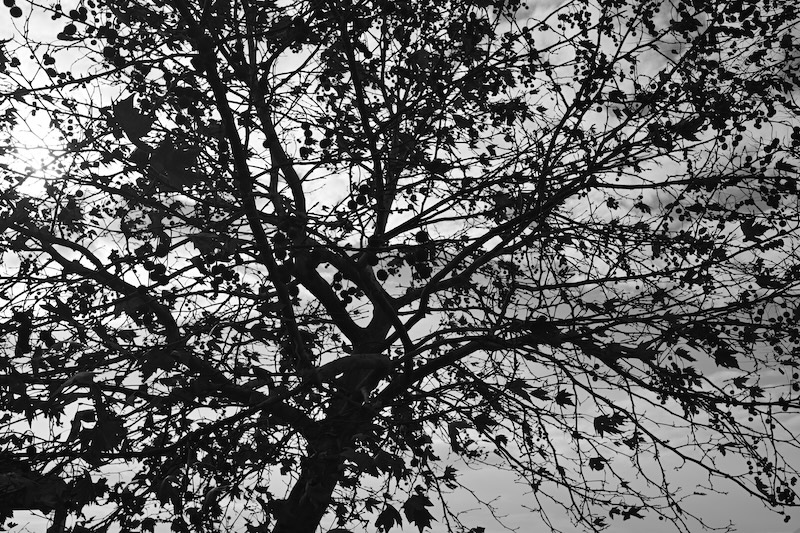 The Shadow of Tree