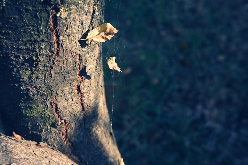 Tree Stool