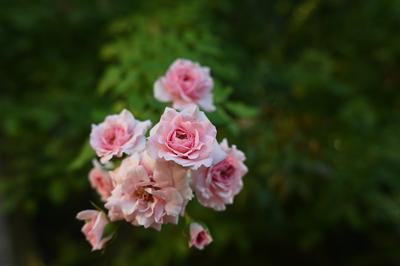 Roses
