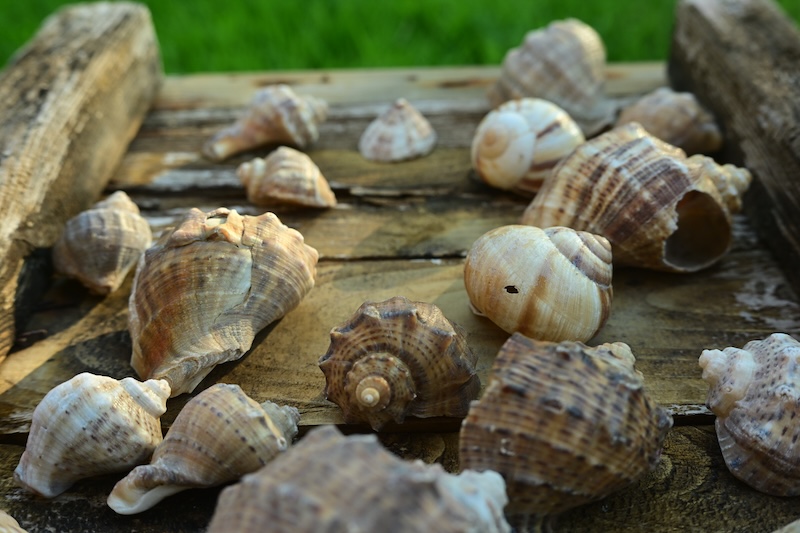 Sea Shells