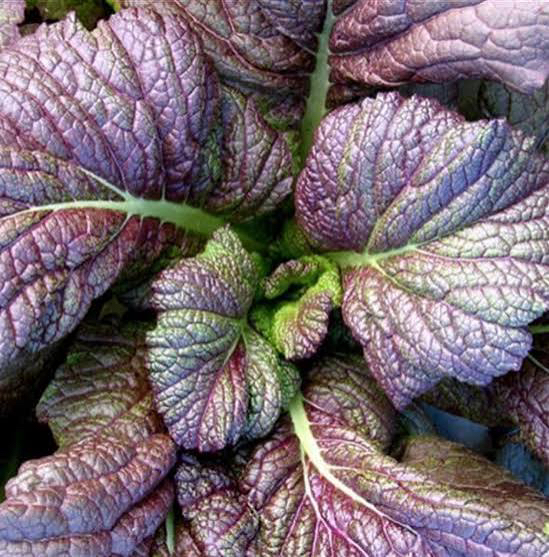 Japanese Giant Red Hardalotu Fidesi 3 Adet