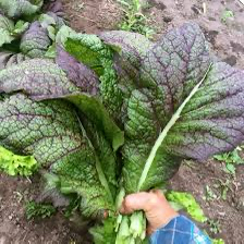 Japanese Giant Red Hardalotu Fidesi 3 Adet