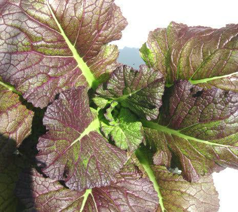 Japanese Giant Red Hardalotu Fidesi 3 Adet
