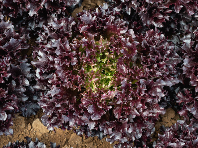 Ezflor Kıvırcık Marul Fidesi 3 Adet