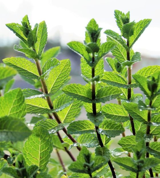 Nane (Aromatik) Fidesi (Mentha piperita) 3 Adet