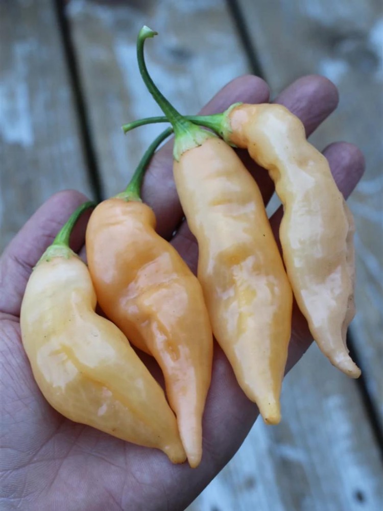 Sugar Rush Peach Acı Biber Fidesi 3 Adet