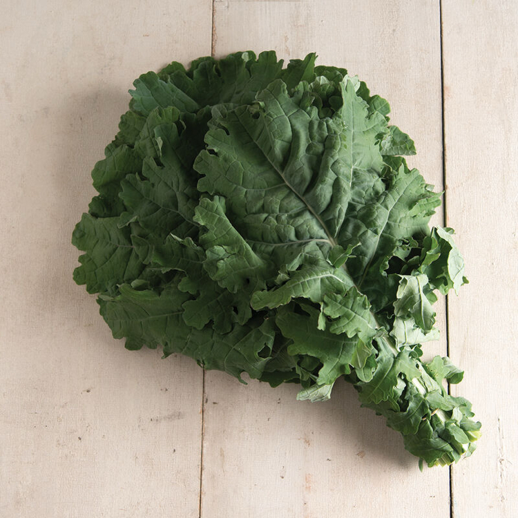 White Russian Kale Fidesi 3 Adet