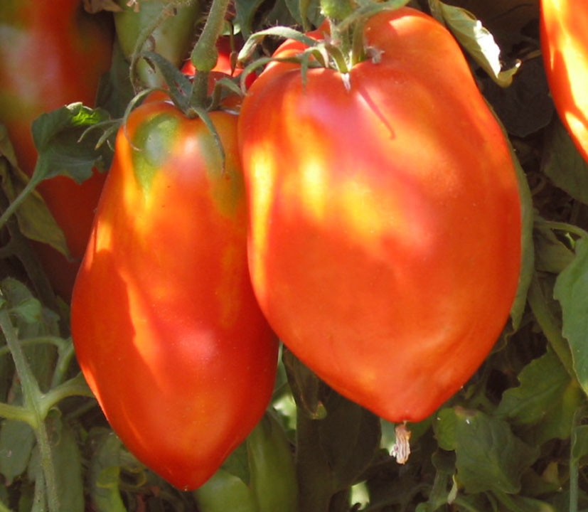 San Marzano Redorta Domates Fidesi 3 Adet