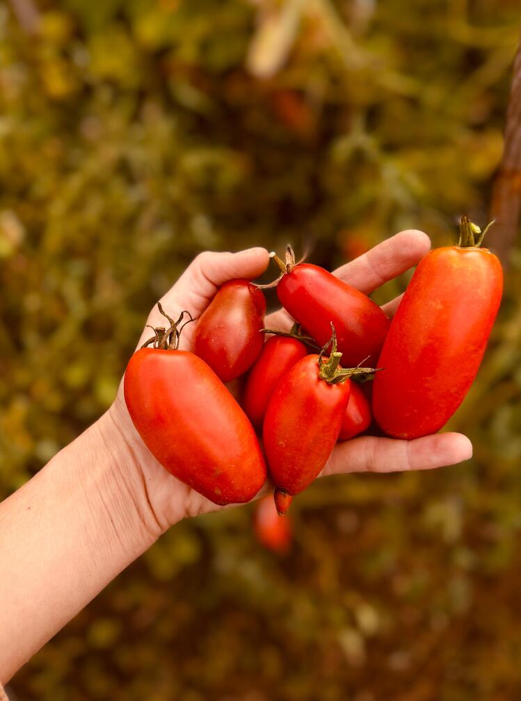 San Marzano Redorta Domates Fidesi 3 Adet
