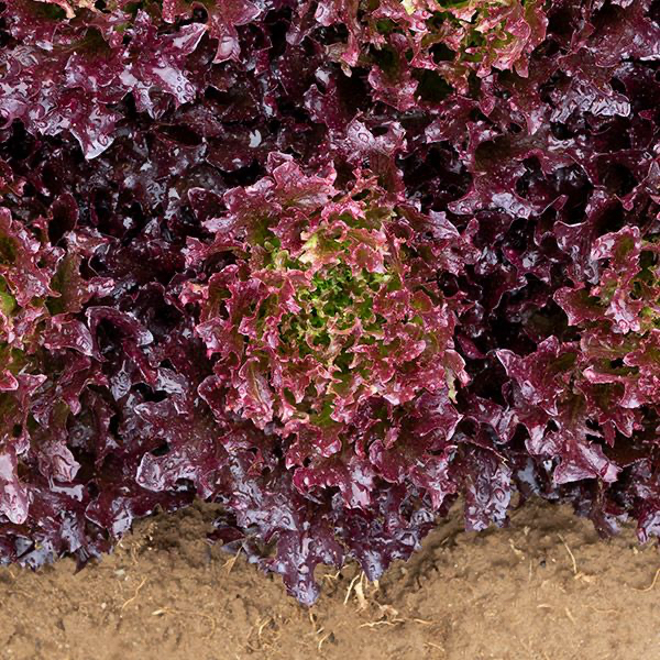 Ezflor Kıvırcık Marul Fidesi 3 Adet