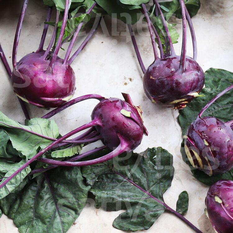 Selection Violet Alabaş Fidesi 3 Adet
