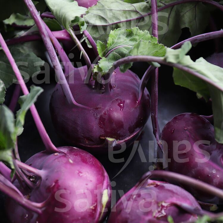 Selection Violet Alabaş Fidesi 3 Adet