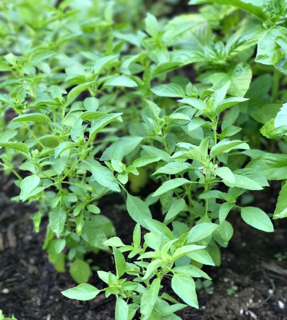 Lime Fesleğen Fidesi 3 Adet