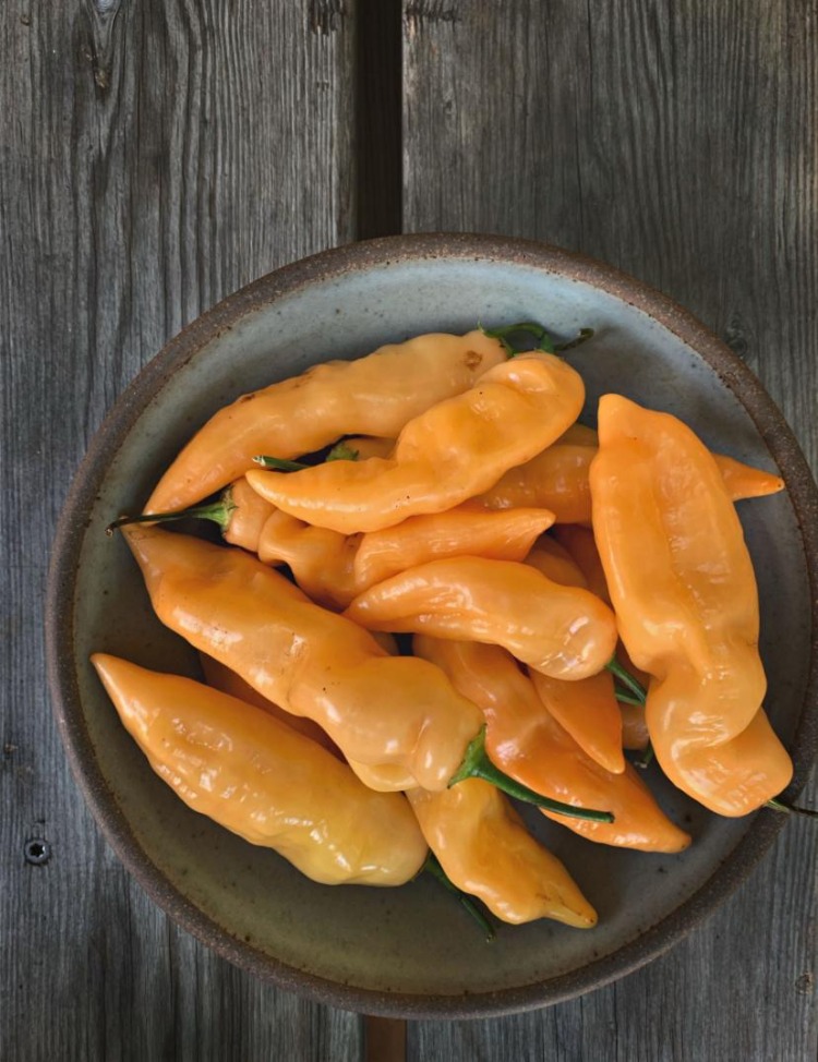 Sugar Rush Peach Acı Biber Fidesi 3 Adet