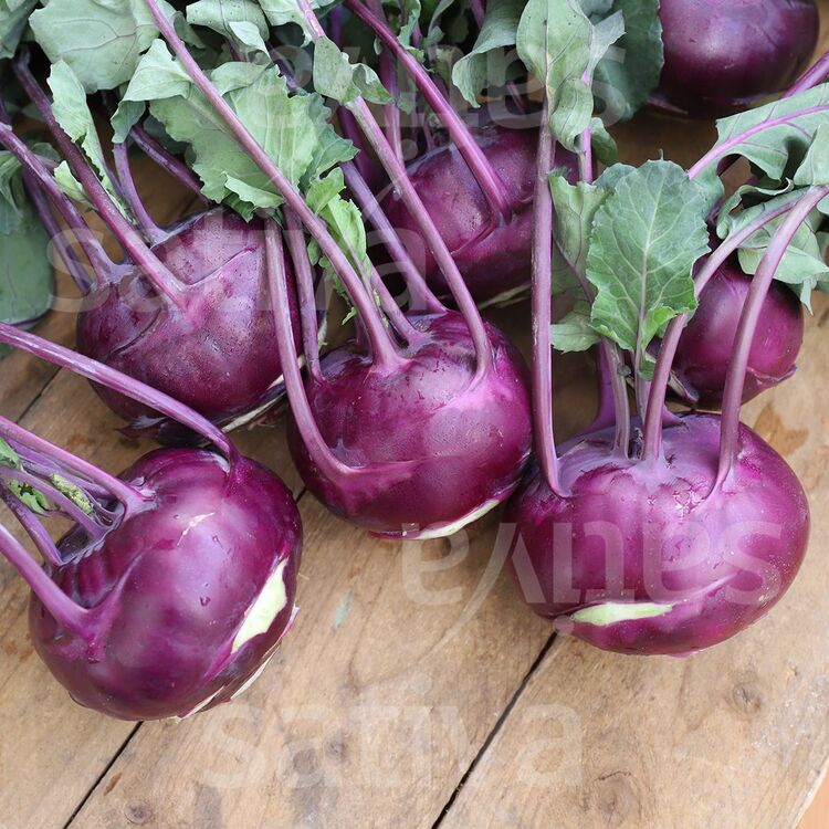 Selection Violet Alabaş Fidesi 3 Adet